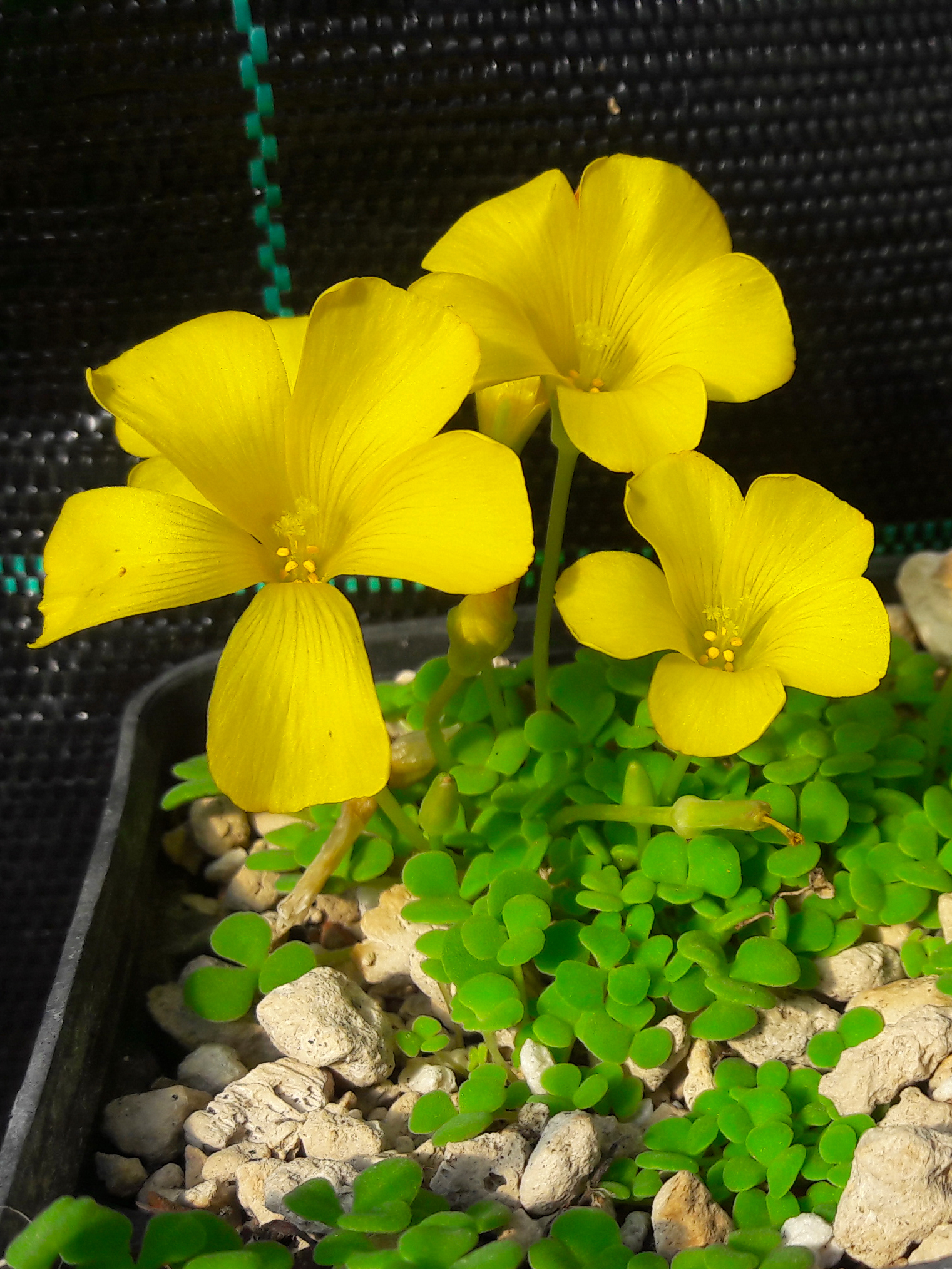 Oxalis bullulata