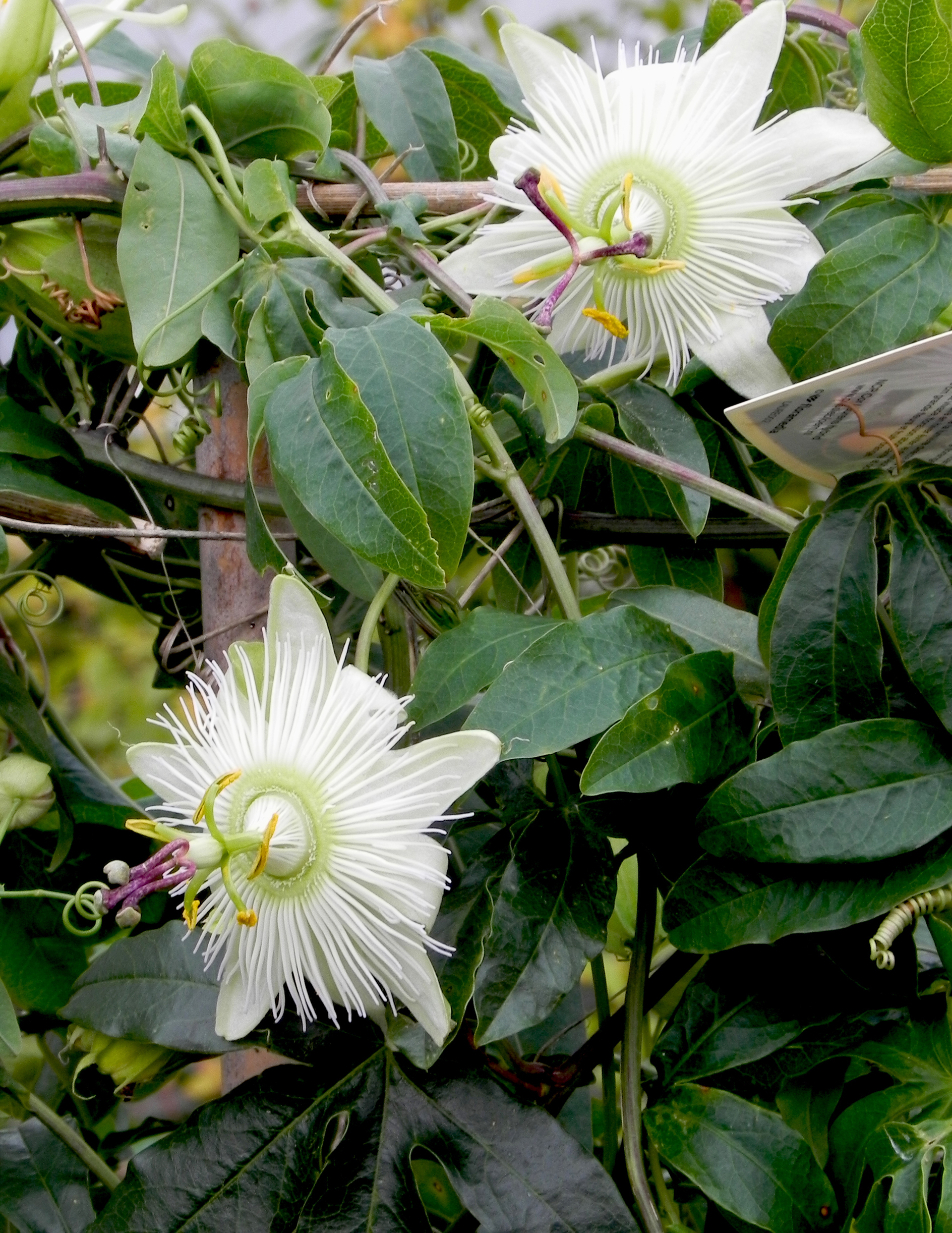 Passiflora 'Avalanche'