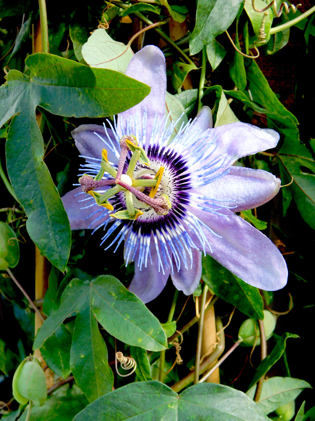 Passiflora 'Betty Myles Young'