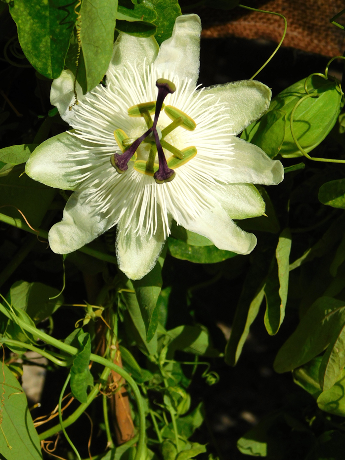 Passiflora 'Clara Luna'