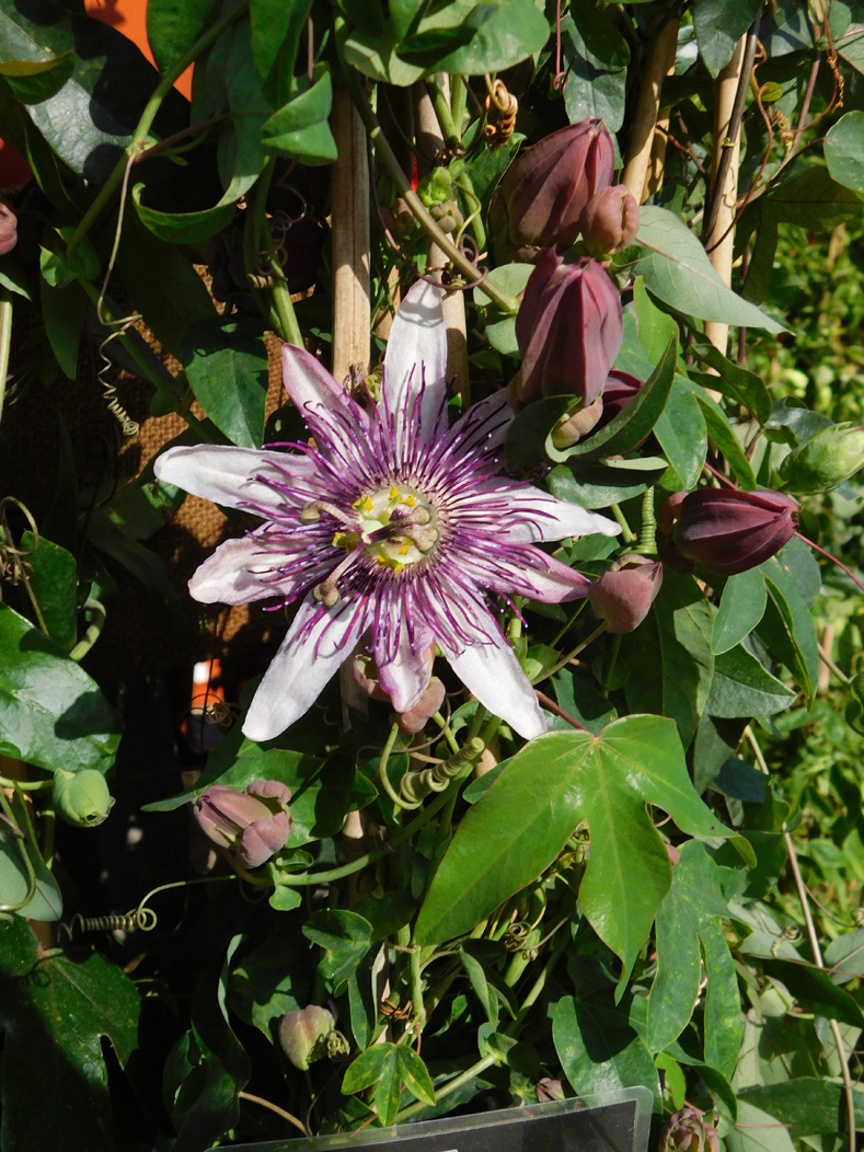 Passiflora 'Klara'