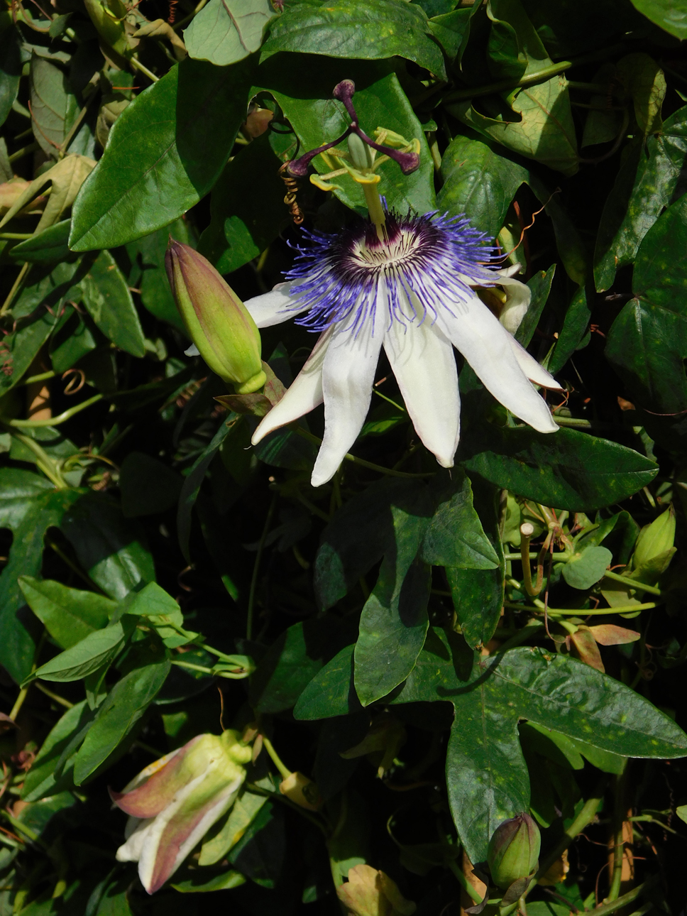 Passiflora 'Star of Clavedon'