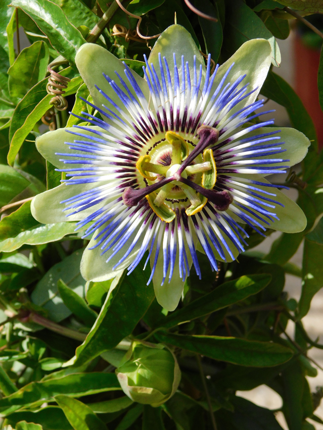 Passiflora caerulea