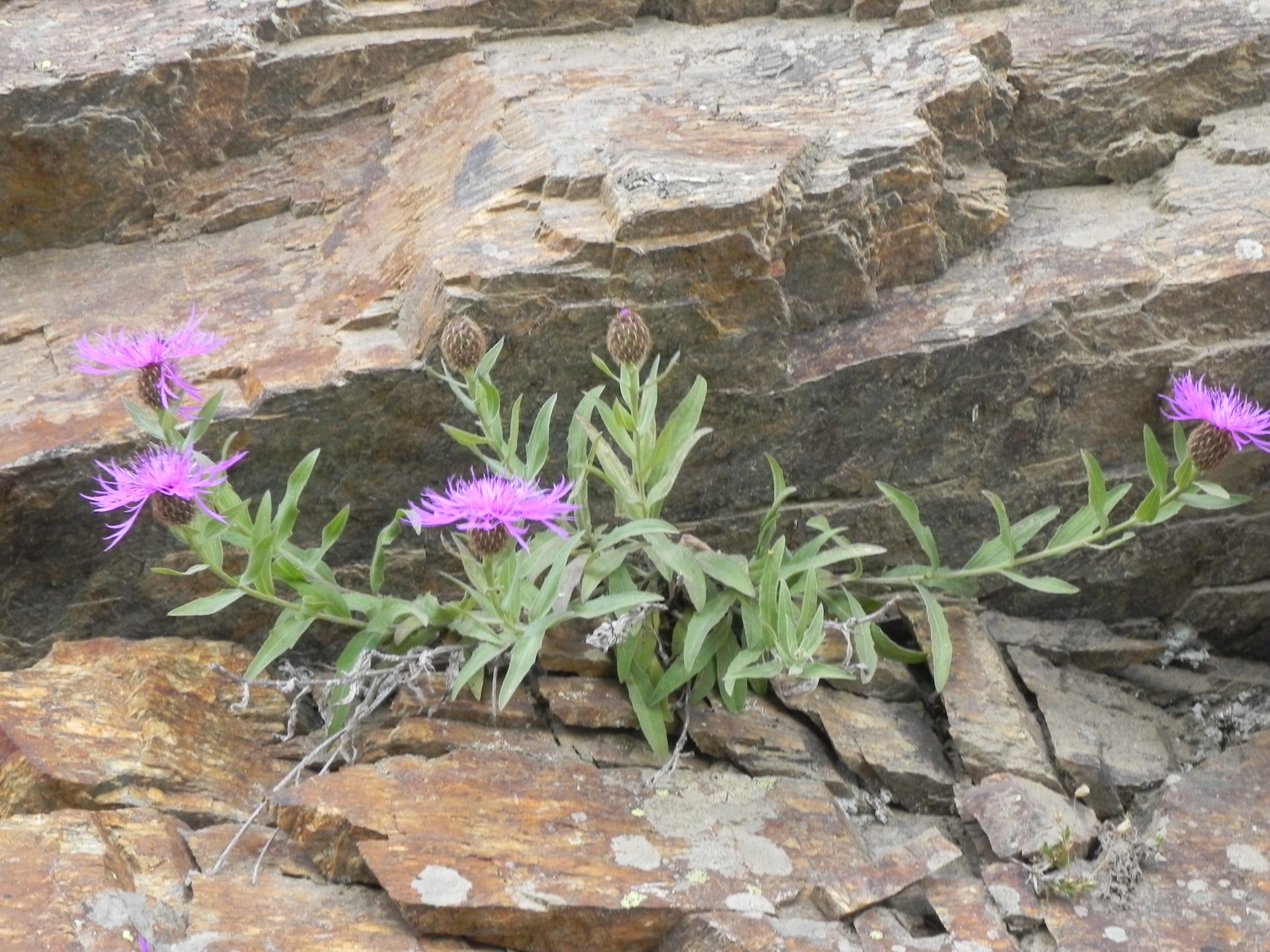 Centaurea montana