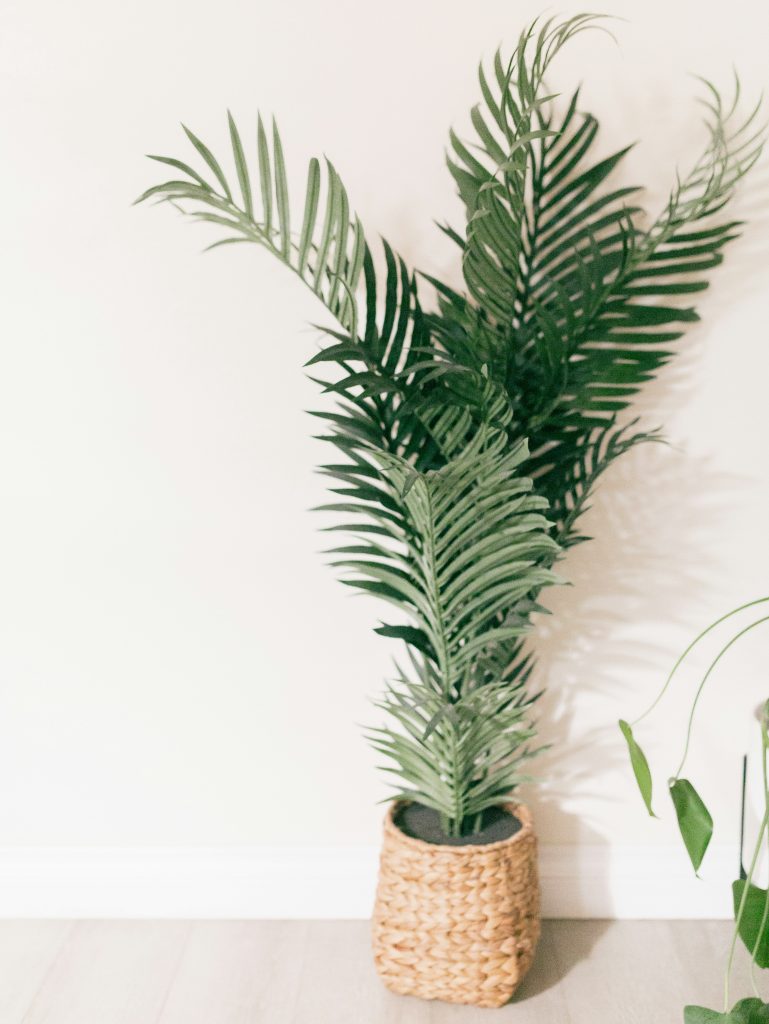 Howea forsteriana (Kentia) in vaso 