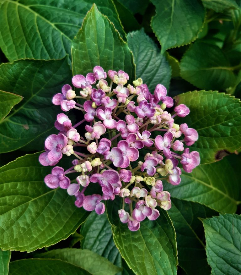 Infiorescenze rosa di Hydrangea serrata