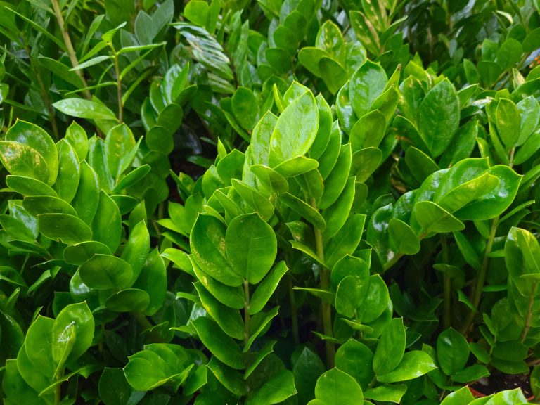 foglie di zz plant zamioculcas