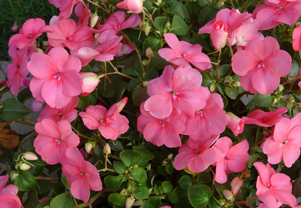 Impatiens walleriana