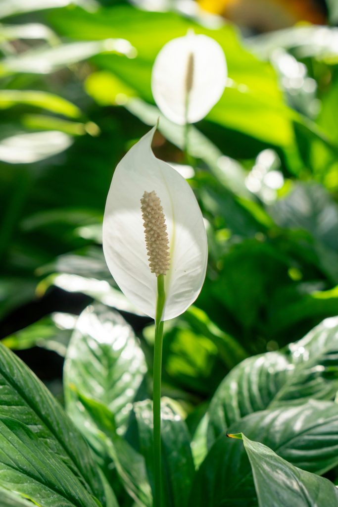 Spathiphyllum wallisii