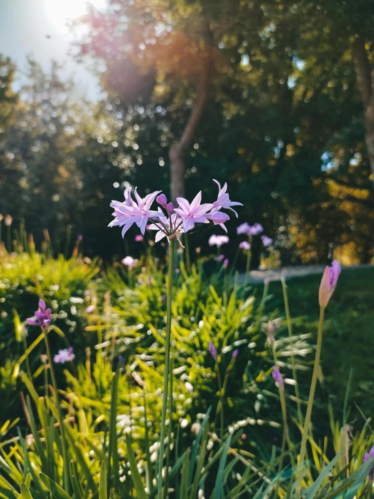 Tulbaghia violacea fiori