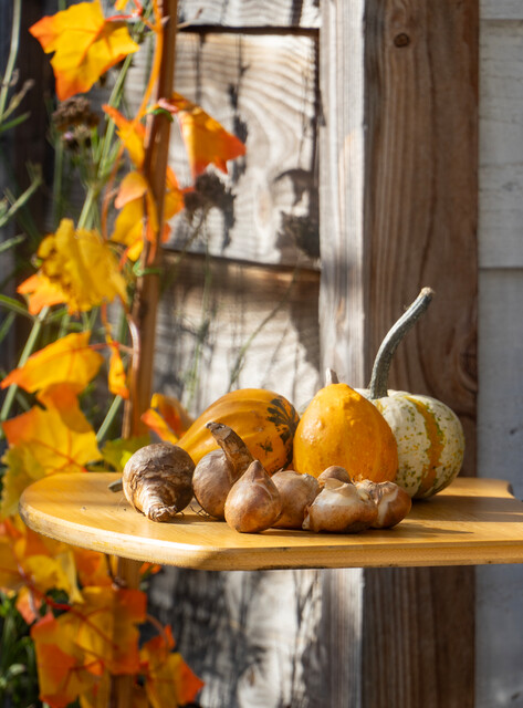 bulbi di narciso e tulipano piantare