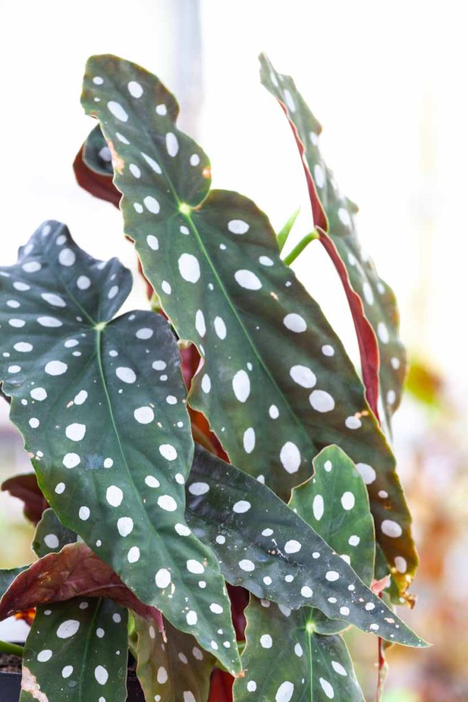 foglie di begonia maculata var.wightii