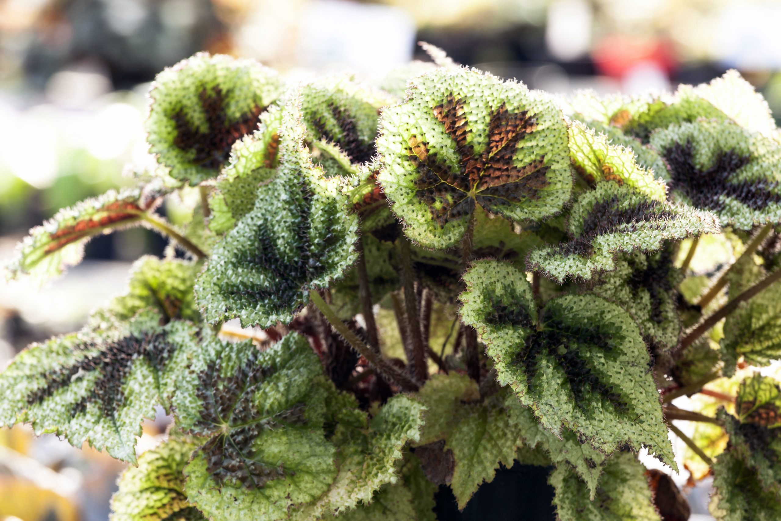 Begonia masoniana 'Tricolor'