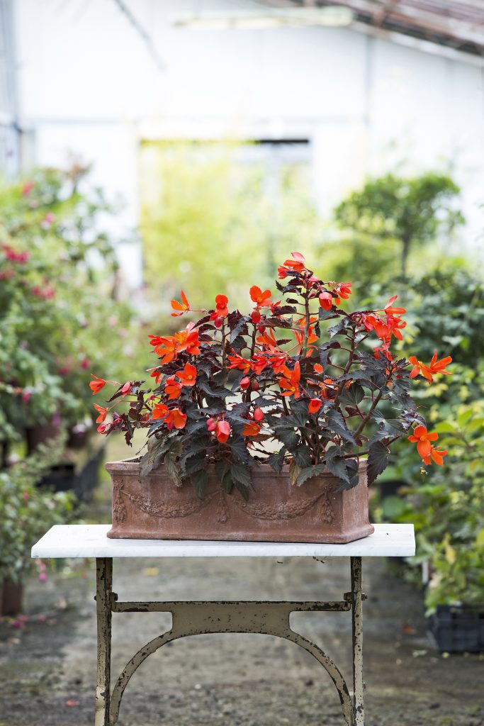 begonia 'unstoppable upright fire'