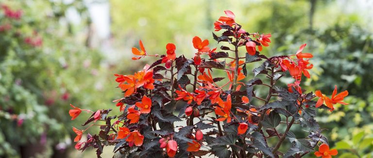 begonia 'unstoppable upright fire'