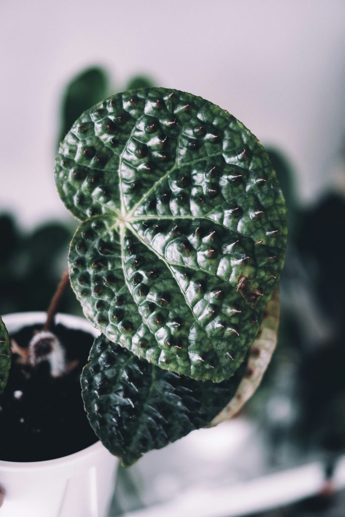 begonia ferox foglie