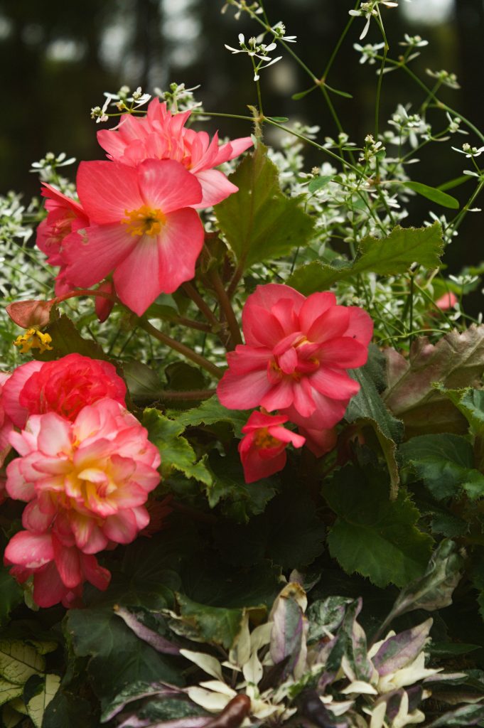 begonia tuberosa fiori