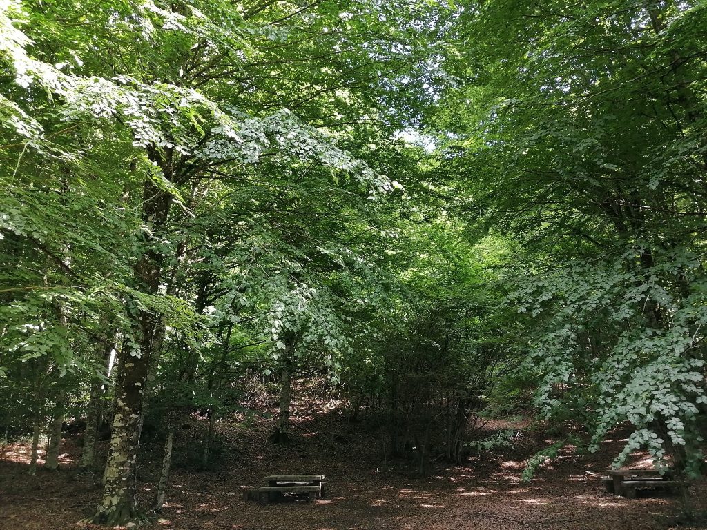 bosco alberi di faggio