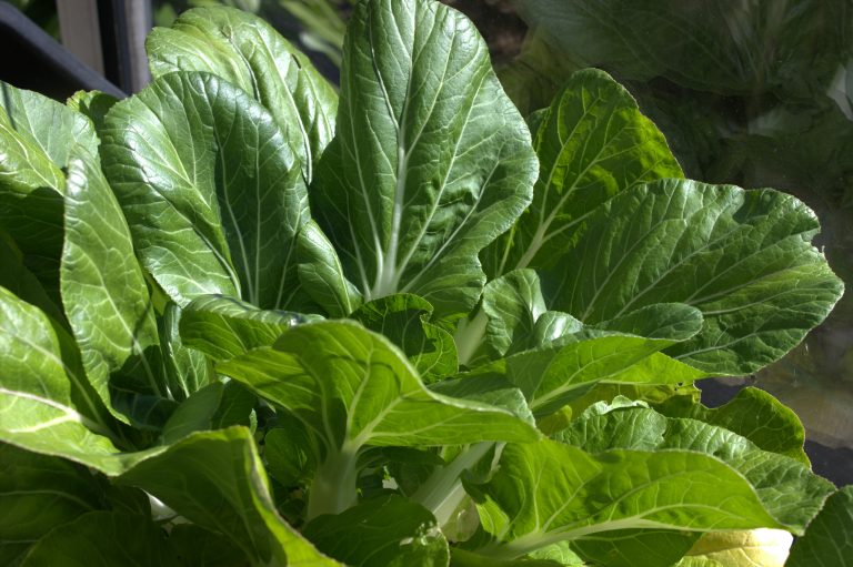 Brassica rapa gruppo Chinensis (pak choi)