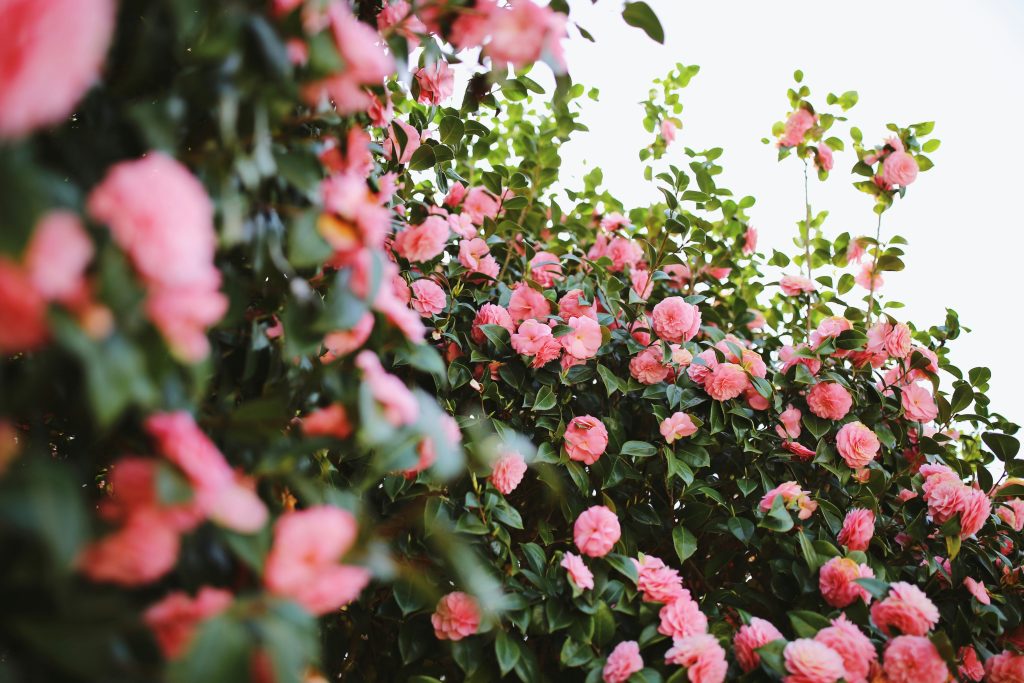 camelia japonica in fiore rosa