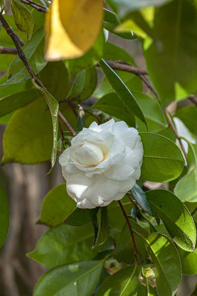 infiorescenza di Camellia japonica 'Camilla Hebert'