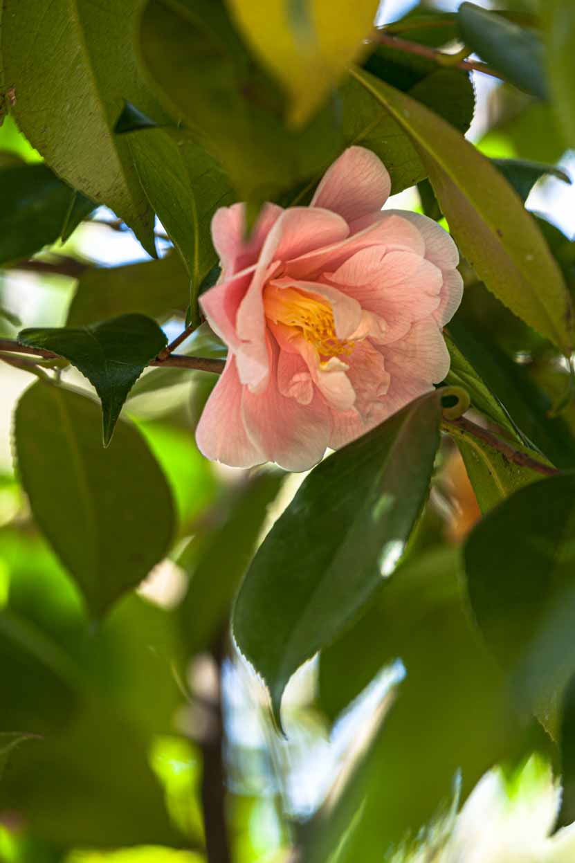 fiore rosa-arancio di Camellia japonica 'Magnoliaeflora'