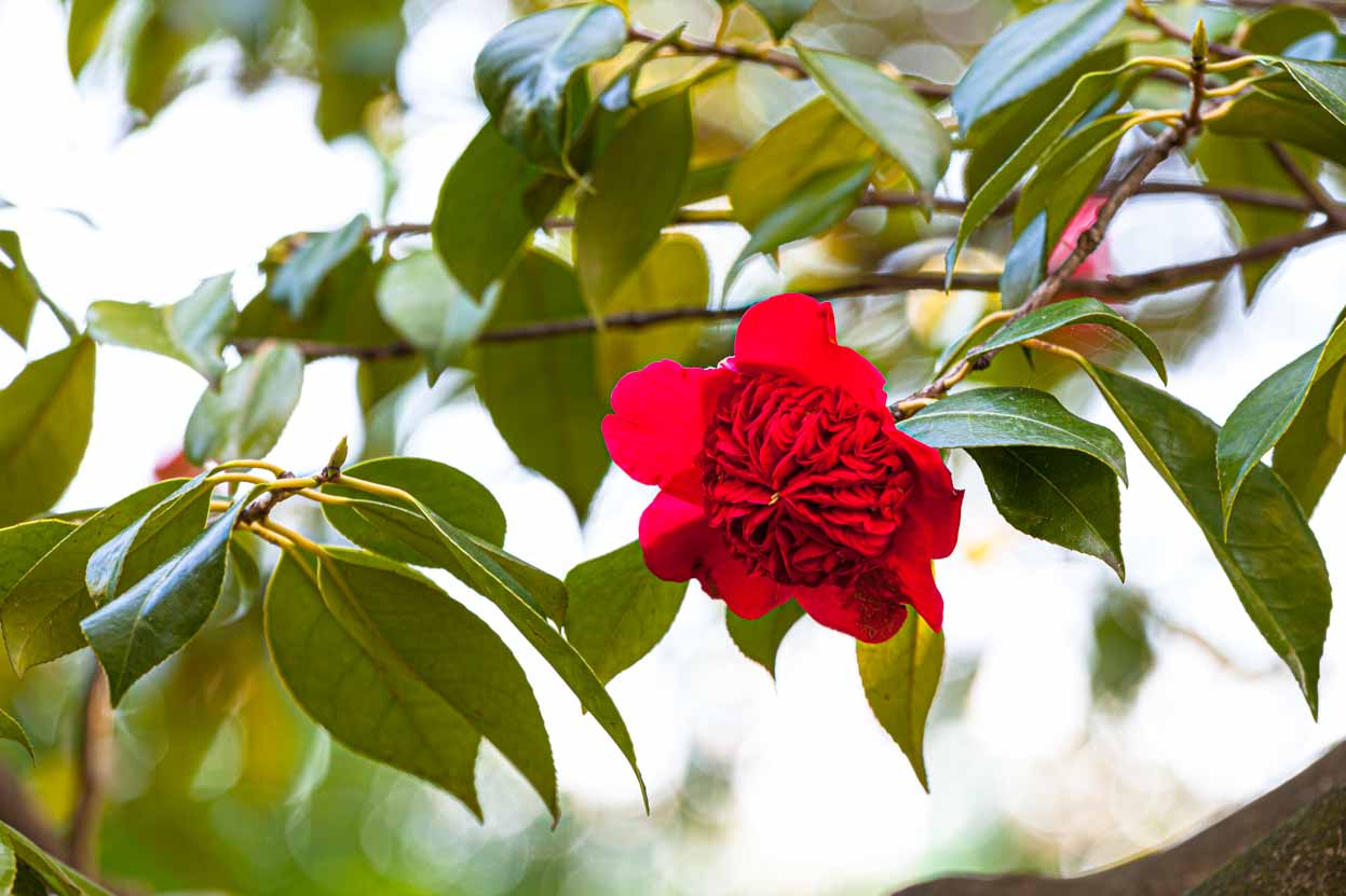 fiore rosso di Camellia japonica 'Warratah Rubra'