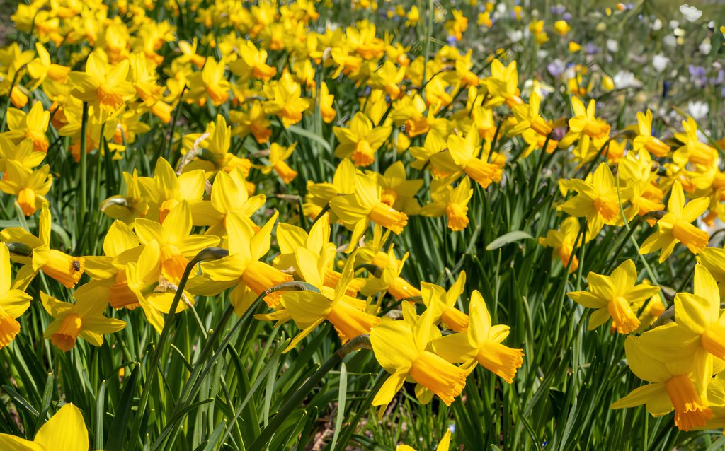 campo di narcisi