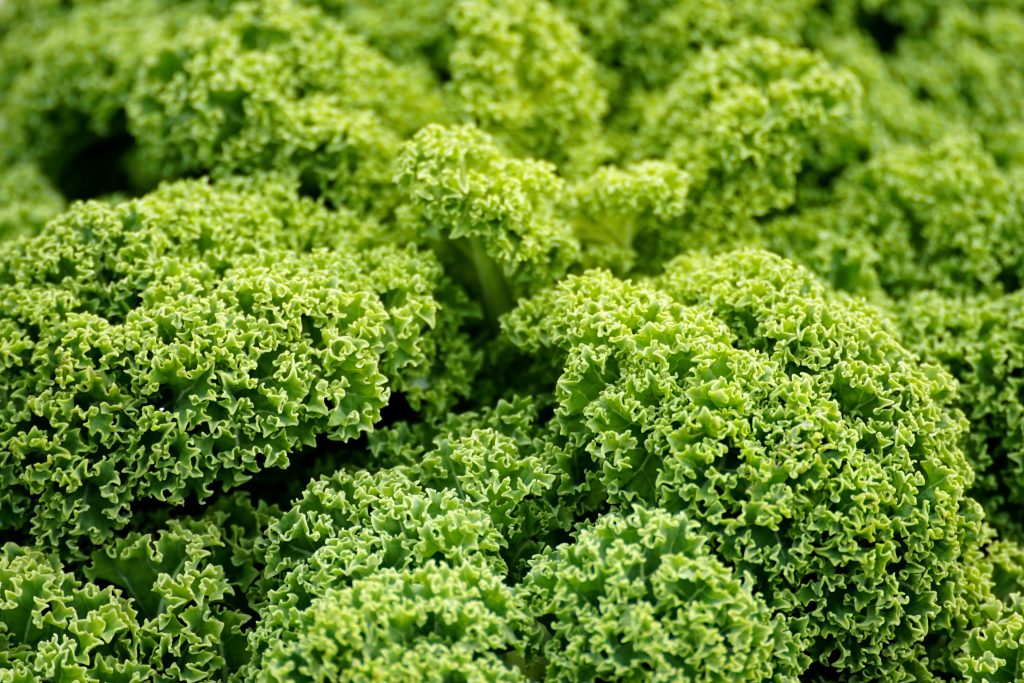 cavolo kale