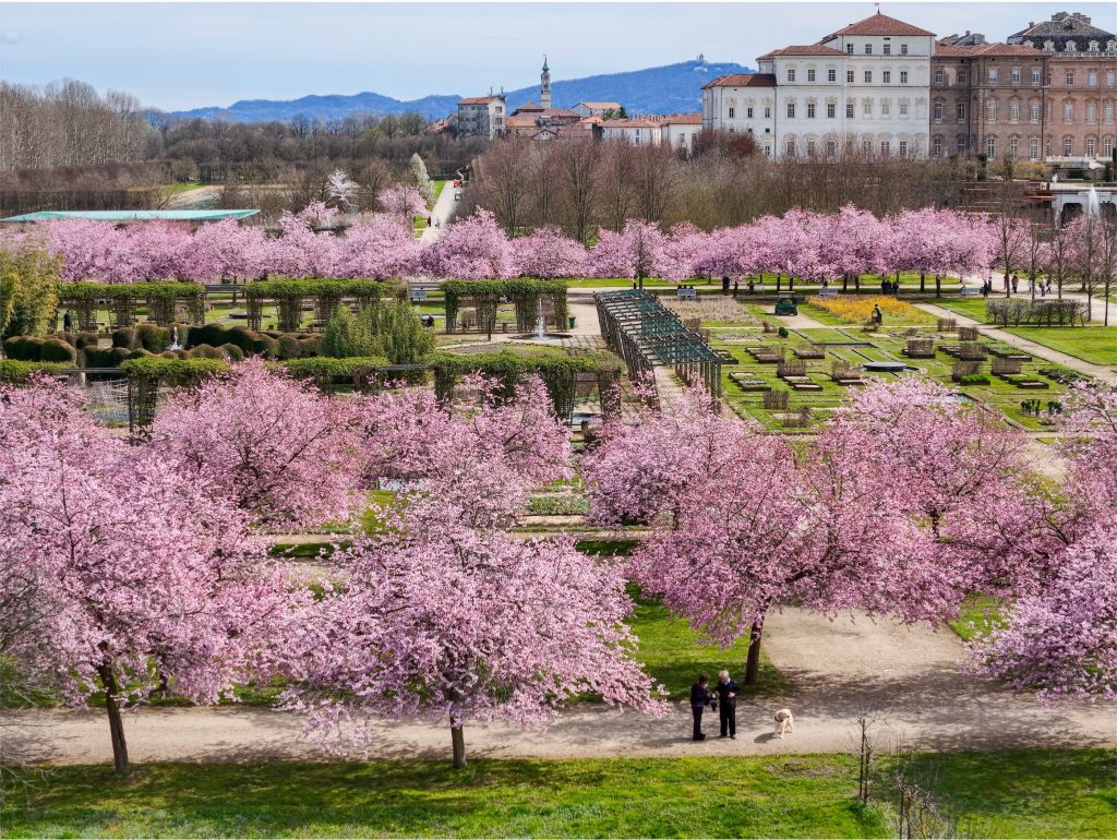 alberi di ciliegio in fiore alla Veneria Reale