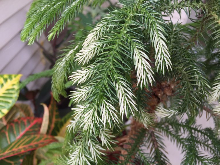 Clorosi foglie araucaria