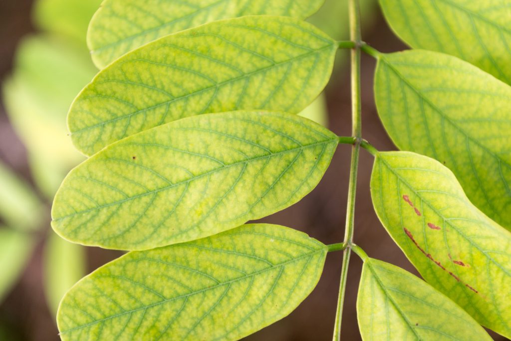 Ingiallimento fogliare clorosi