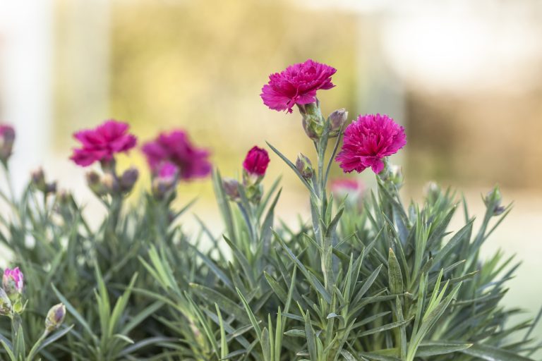 fiori rosa accesso di Dianthus dwarf pinks 'Sherbet'