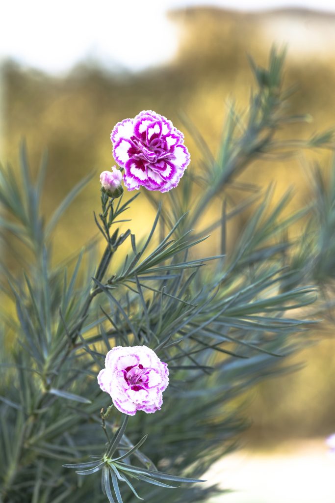 fiori di Dianthus garden pinks 'gran's favourite'
