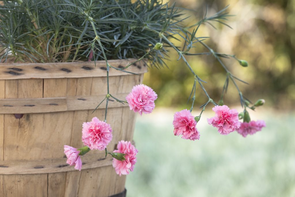 fiori rosa di Dianthus garden pinks 'Letitia Wyatt'