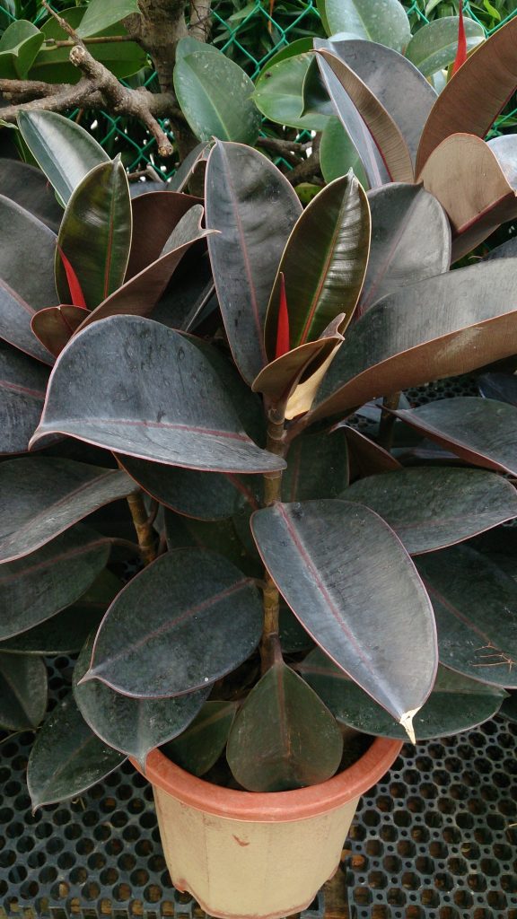 Ficus elastica 'Robusta'
