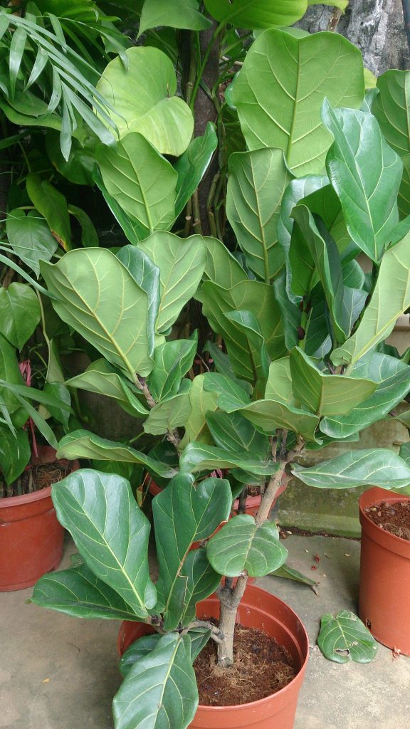Foglie di Ficus lyrata