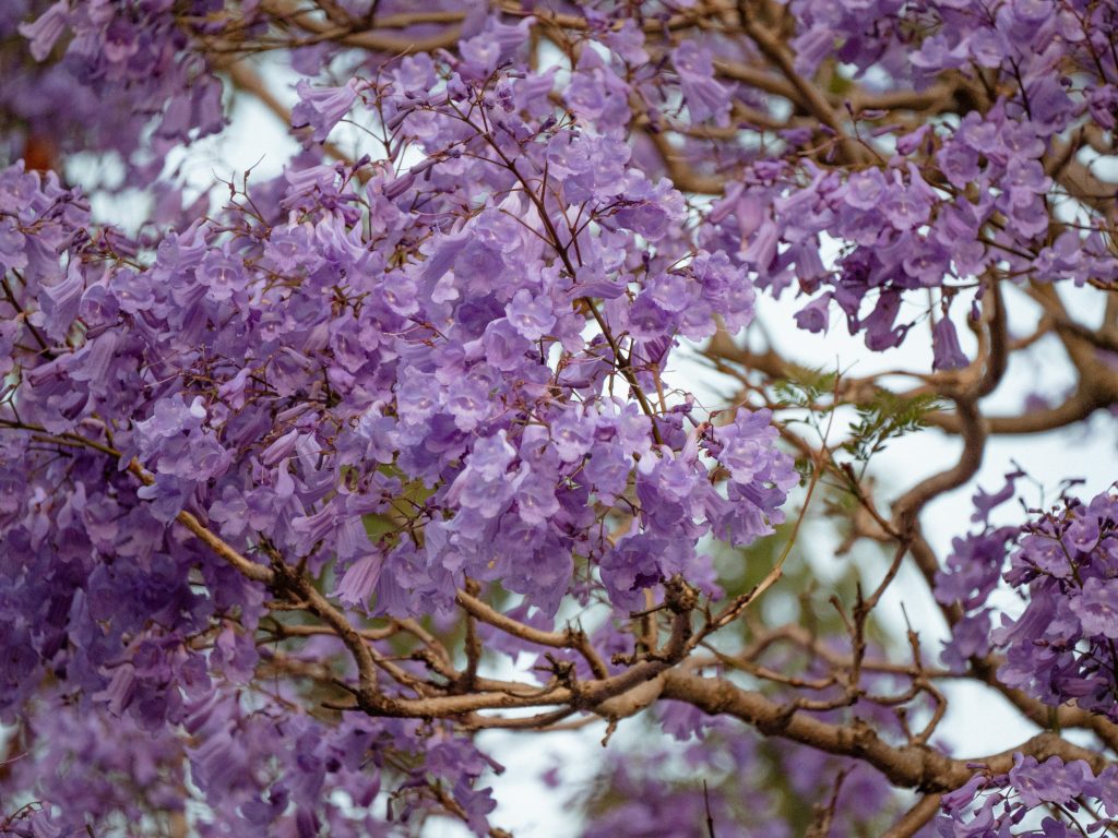rami di jacaranda mimosifolia con fiori viola