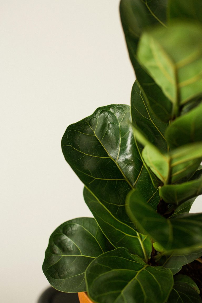 foglie di Ficus lyrata