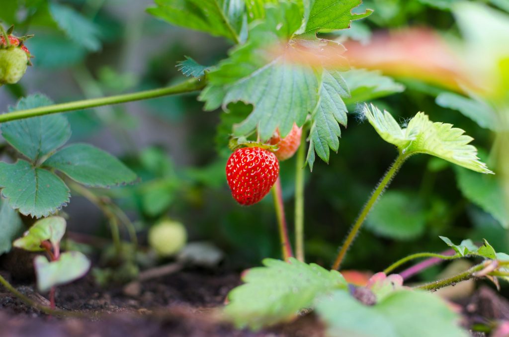 fragaria x ananassa