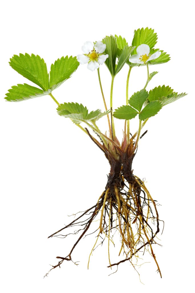 Fragola a radice nuda