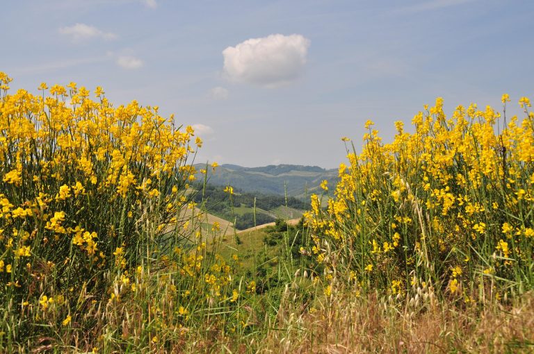 paesaggio con ginestra spartium junceum