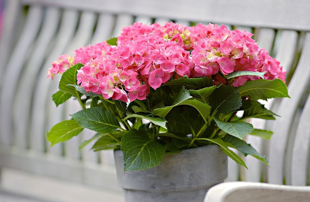 hortensia macrophylla con fiori rosa in vaso 