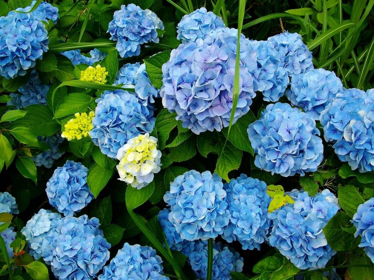 infiorescenze azzurre di hydrangea macrophylla