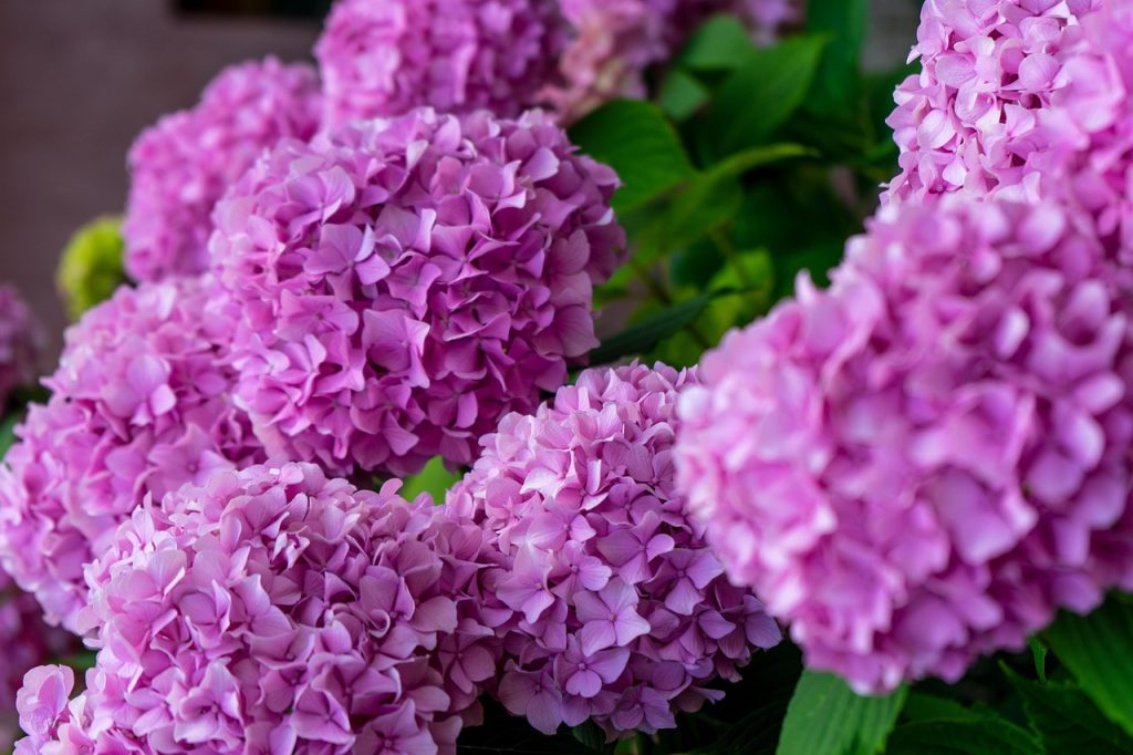infiorescenze rosa accesso di hydrangea macrophylla sp.
