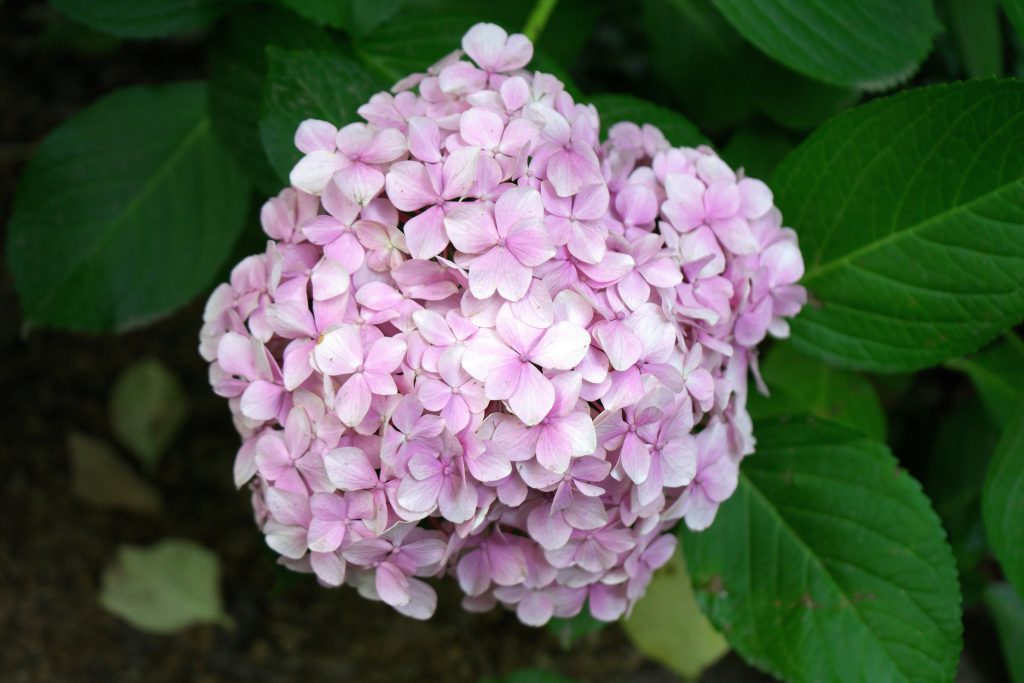 fiori di ortensia bianchi e rosa