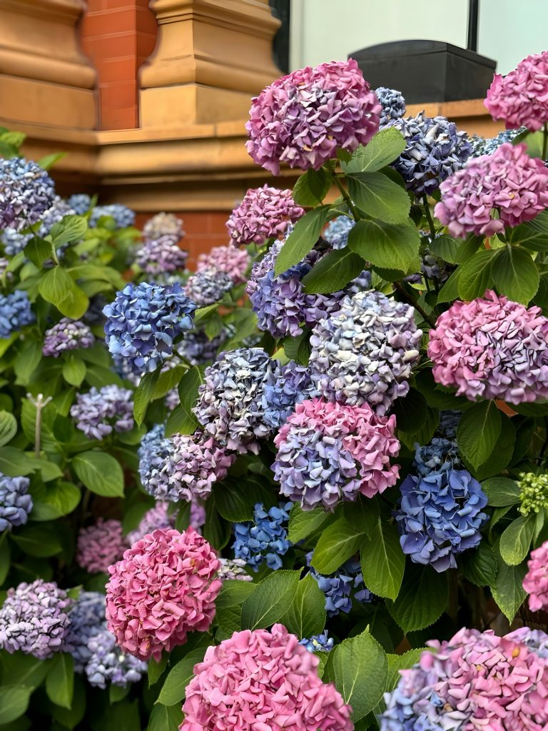 ortensie con fioriture blu, rosa e viola