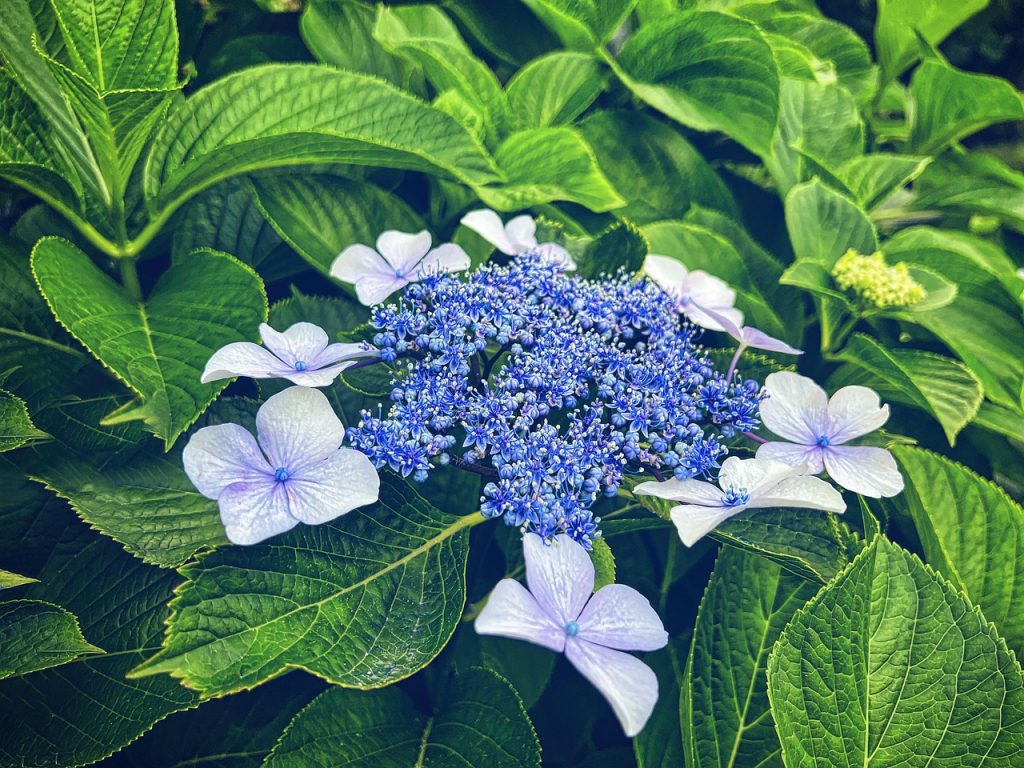 hydrangea macrophylla ortensia con inflorenscenze azzurre e blu di tipo lacecap