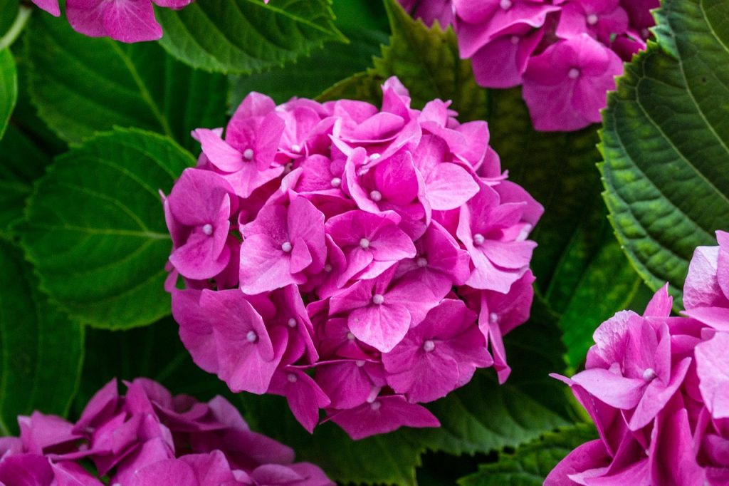 hydrangea macrophylla con inflorescenze rosa accesso di tipo mophead 