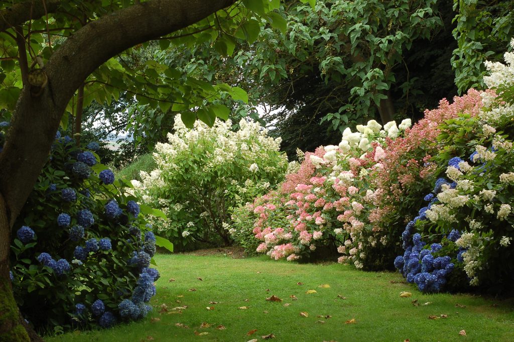 hydrangea paniculata 